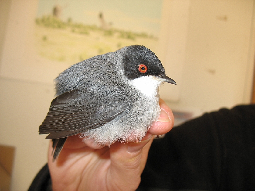 Sardinian Warbler, Sundre 20090512